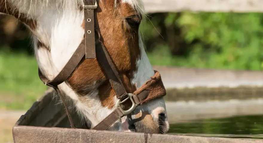 Un cheval boit dans un abreuvoir. La chaleur estivale rend l'eau fraîche bienvenue pour réguler la température du cheval.