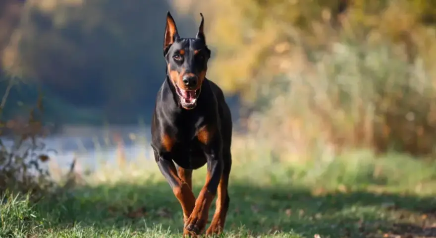 Czarny doberman amerykański biegnie przez trawiasty teren, z otwartym pyskiem i radosnym wyrazem pyska.
