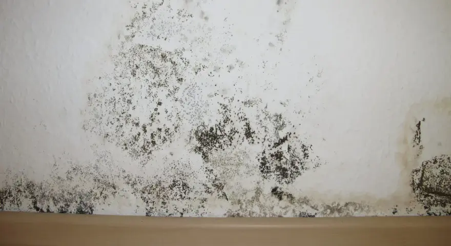 Schimmel im Treppenhaus breitet sich an der weißen Wand aus. Dunkle Flecken und Sporen bedecken den unteren Bereich, ein deutliches Zeichen für Feuchtigkeitsprobleme.