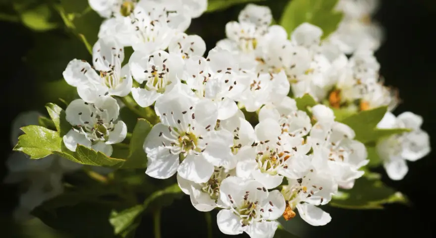 Flores blancas de espino blanco, conocidas por sus propiedades medicinales, adornan un fondo oscuro.