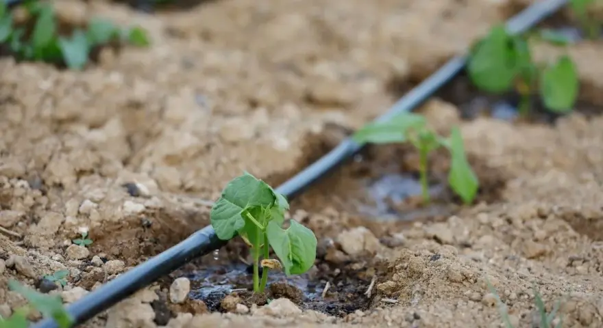 Młode rośliny otrzymują wodę dzięki systemowi **podlewania kropelkowego**. Woda powoli sączy się z rury, nawadniając glebę wokół korzeni.