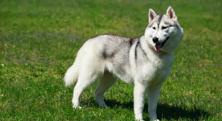 Piękny alaskan malamute na zielonej trawie. Zastanawiasz się nad jego ceną?