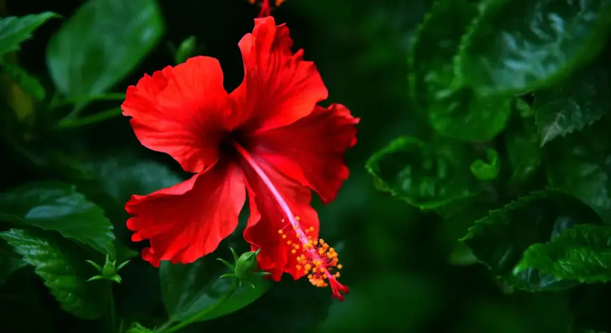 Une fleur d'hibiscus rouge vif s'épanouit, ses pétales délicats contrastant avec le feuillage vert profond. Une belle exposition hibiscus.
