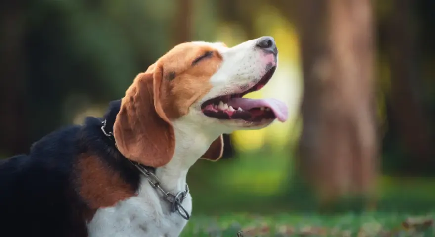 Szczeniak beagle leżący na trawie z otwartym pyskiem i wystawionym językiem.
