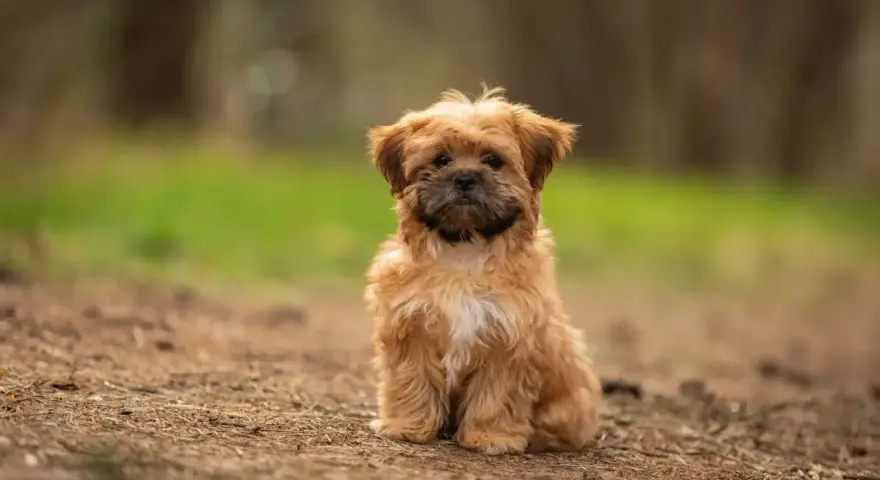 Uroczy shorkie siedzi na leśnej ścieżce, z zaciekawieniem patrząc w obiektyw.