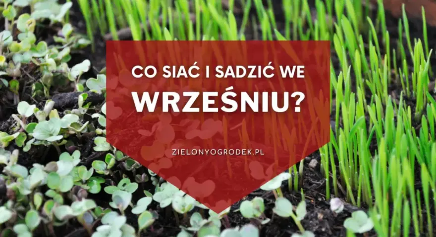 Młode kiełki i trawa na ziemi. Napis: "Co siać i sadzić we wrześniu?". Idealny czas na jesienne plony.