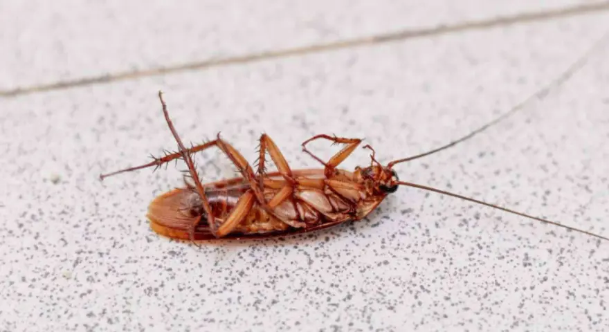 Cucaracha muerta boca arriba sobre una superficie con textura.