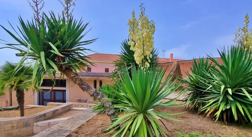 Juka karolińska w donicy, z pnącym pniem i kremowymi kwiatami, rośnie obok palm na tle różowego budynku.