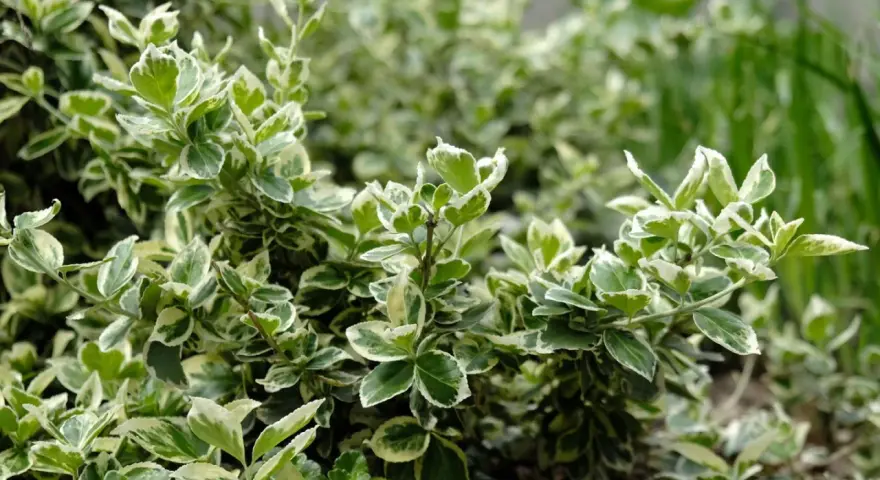 Immergrüner Bodendecker mit weiß-grünen Blättern, ideal für schattige Bereiche im Garten.
