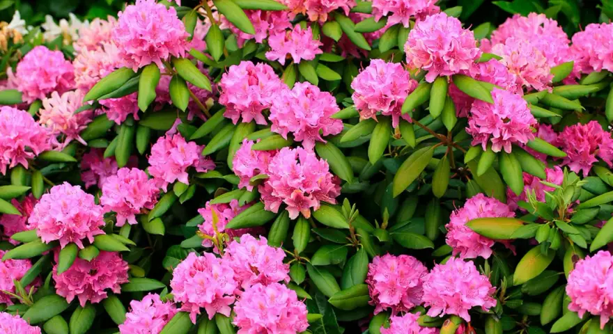 En frodig buske med rosa rhododendronblommor i full blom. Perfekt för att plantera rhododendron i din trädgård för en färgklick.