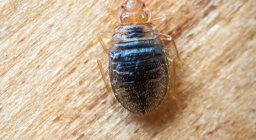 Un primer plano de una chinche de cama, un insecto parásito que se alimenta de sangre humana.