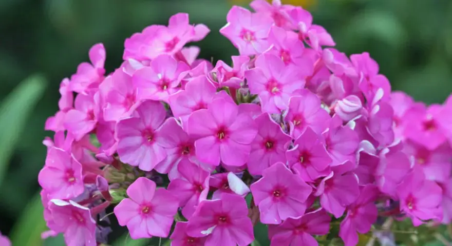 Ein Strauß leuchtend pinker Phloxblüten, bereit zum phlox schneiden, blüht üppig vor einem unscharfen grünen Hintergrund mit gelben Akzenten.