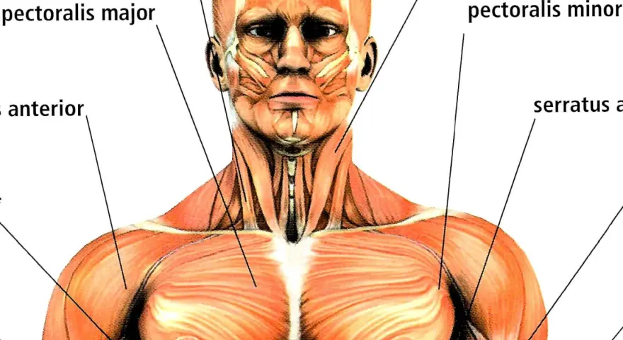 Muskelanatomi: detaljerad bild av bröstmuskler, axlar och ansiktets chins muskler.