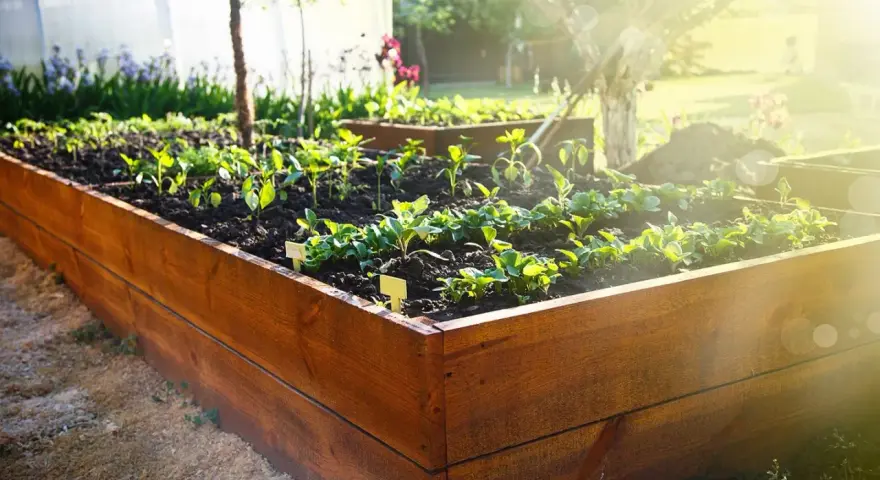 Wooden raised garden bed plans are coming to life with young plants thriving in the sun.