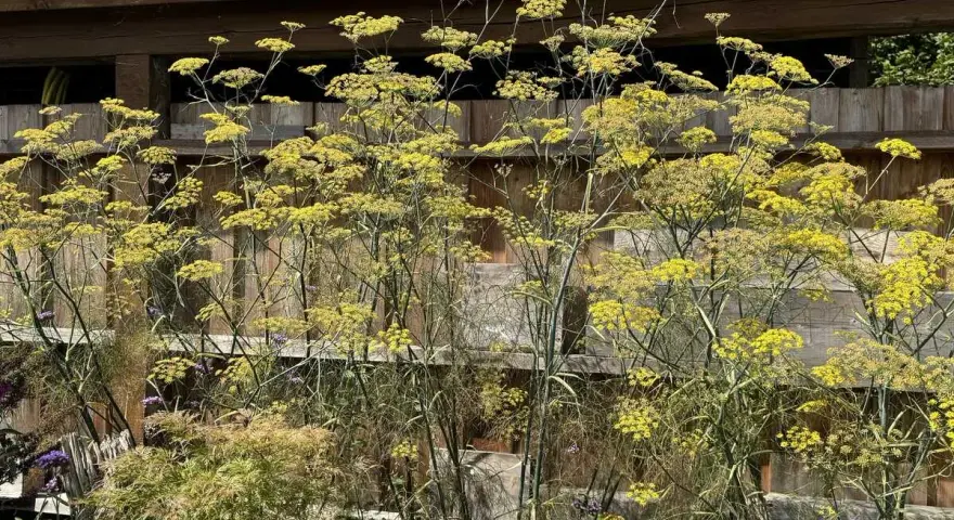 Hoher bronzefenchel mit gelben Blüten vor einer Holzfassade. Der Standort ist sonnig und geschützt.