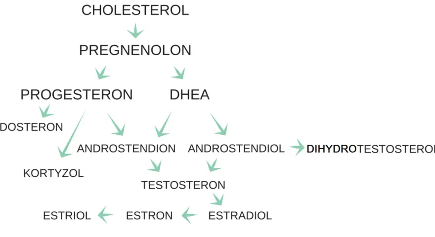 Schemat syntezy hormonów: cholesterol, pregnenolon, progesteron, DHEA, kortyzol, aldosteron, androstendion, testosteron, dihydrotestosteron, estradiol, estron, estriol. Kiedy badać estrogen?