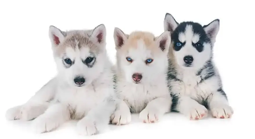 Ile kosztuje szczeniak husky? Ceny, które mogą cię zaskoczyć
