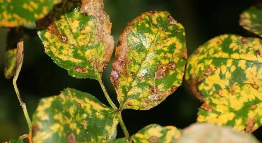 Feuilles de rosier atteintes de la maladie des rosiers, présentant des taches jaunes et brunes, signe de déclin.