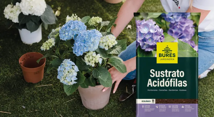 Manos cuidando hortensias azules y blancas. Al lado, un saco de sustrato para plantas acidófilas, ideal para hortensias.