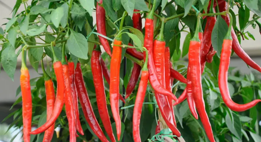 Reife, rote Peperoni-Pflanzen hängen üppig an grünen Stielen. Die scharfen Früchte sind bereit für die Ernte.