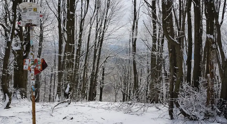Zimowy las, szlak turystyczny i drogowskaz. W oddali widać **lackowa ściana płaczu**.