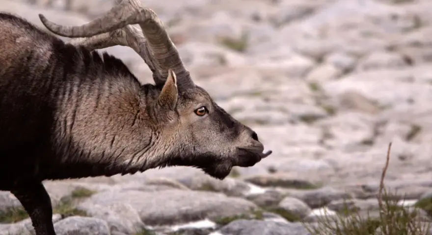 Un íbice con cuernos curvos, un ejemplo de animales que se adaptan al medio, camina sobre rocas.