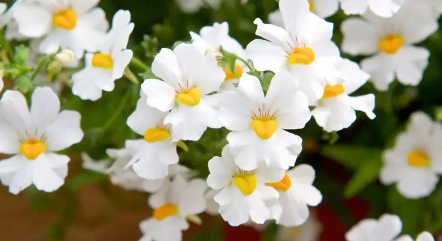Vackra vita blommor med gula centra, en klassisk nemesia svenskt namn, som sprider glädje i trädgården.