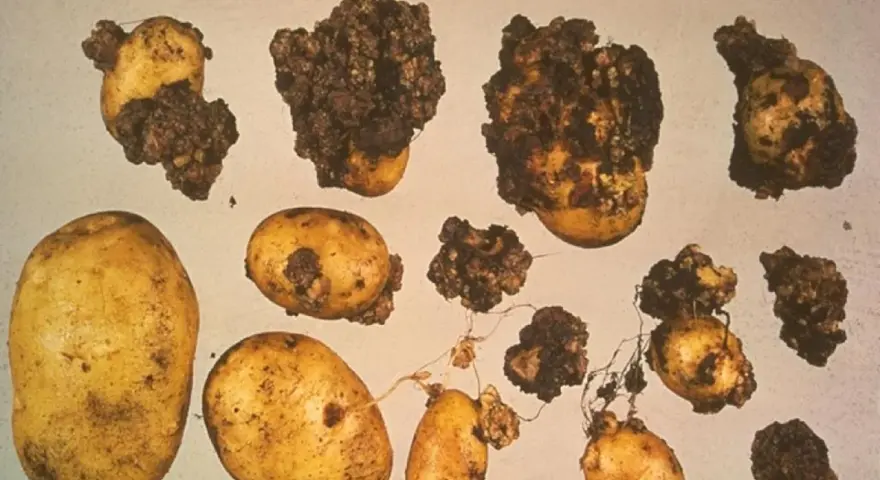 Patate con escrescenze scure e irregolari, sintomo di gravi malattie patate. Alcune sono sane, altre gravemente colpite.