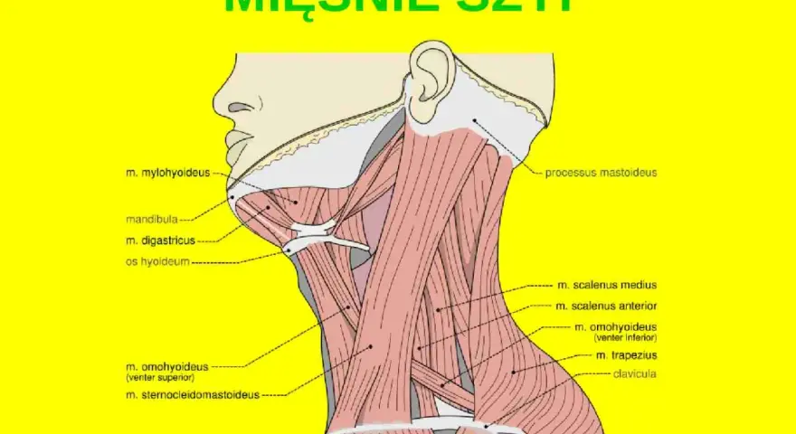 Anatomia szyi: mięśnie pochyłe (scaleni) i inne mięśnie szyi, w tym m. mostkowo-obojczykowo-sutkowy i m. czworoboczny.
