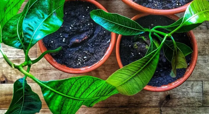 Młode sadzonki mango z pestki rosną w doniczkach. Jedna z nich ma już widoczną pestkę w ziemi.