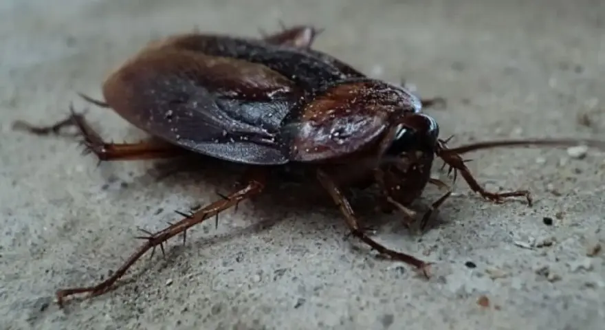 Una cucaracha de color marrón oscuro, con patas espinosas, se arrastra sobre una superficie de cemento. Parece que es la época de cucarachas.