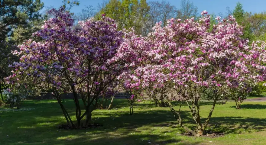 Dwie kwitnące magnolie w pełnym rozkwicie, z różowymi kwiatami. Wiosna pokazuje, jak szybko rośnie magnolia.