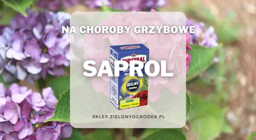 Oprysk Saprol na choroby grzybowe roślin ozdobnych. Zwalcza i chroni.