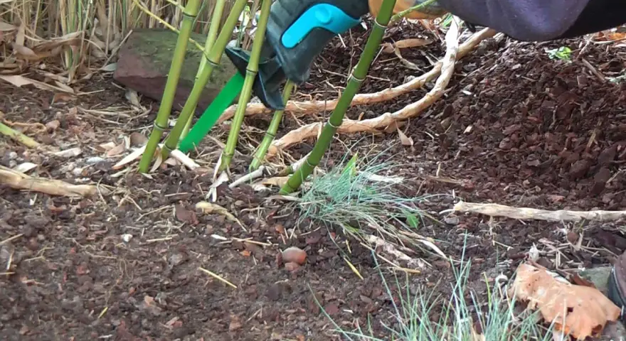 Mit einer grünen Gartenschere wird Bambus entfernt. Die dicken Stängel werden bodennah abgeschnitten, um das Ausbreiten zu stoppen.