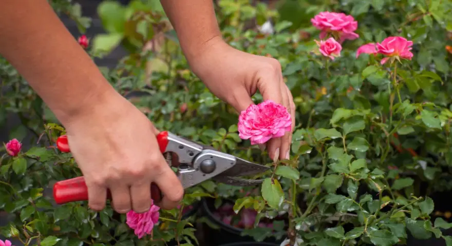 Manos podando un rosal con tijeras. Aprende cómo podar un rosal para que florezca mejor.