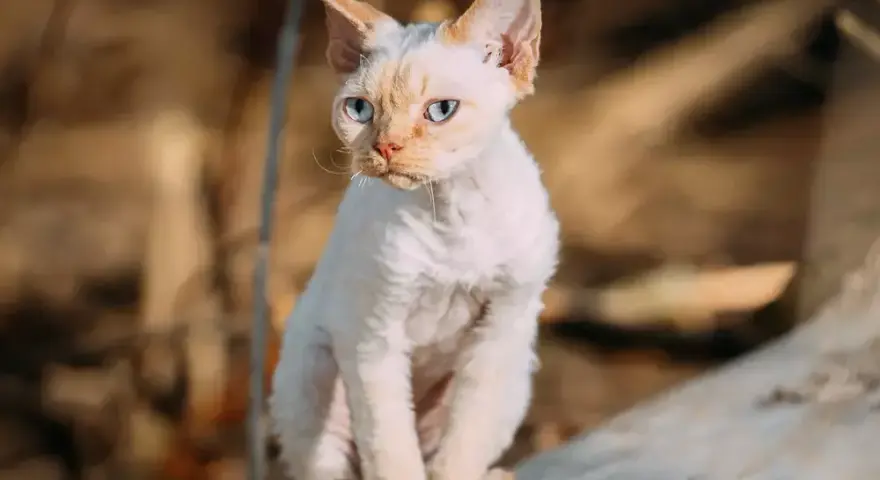 Białe koty Devon Rex: cechy, wzory i jak o nie dbać