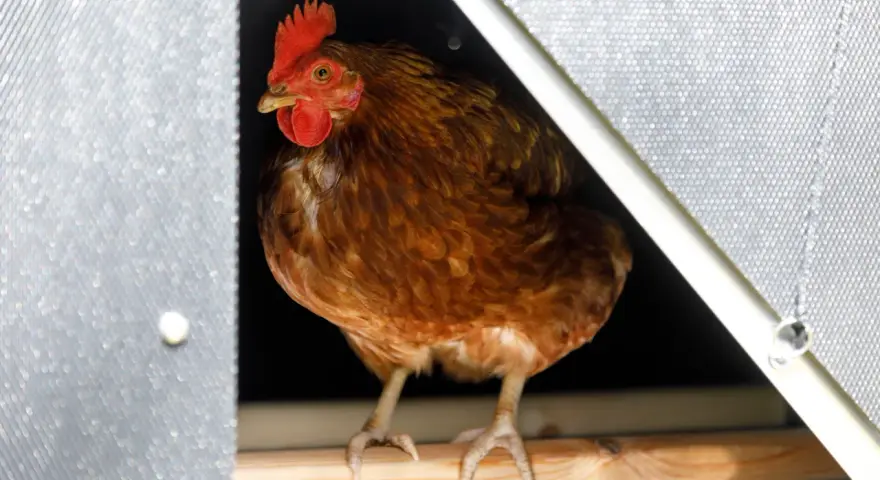 Gallina bruna con cresta rossa, seduta su un posatoio. Sembra che ci sia spazio per molte galline per metro quadro in questo pollaio.