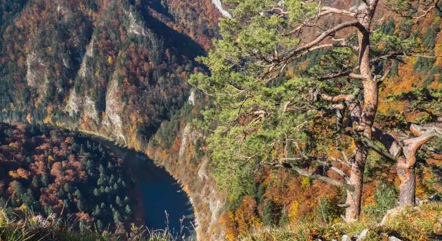 Widok z punktu sokolica ile się idzie. Jesienne barwy lasów otaczają meandrującą rzekę.