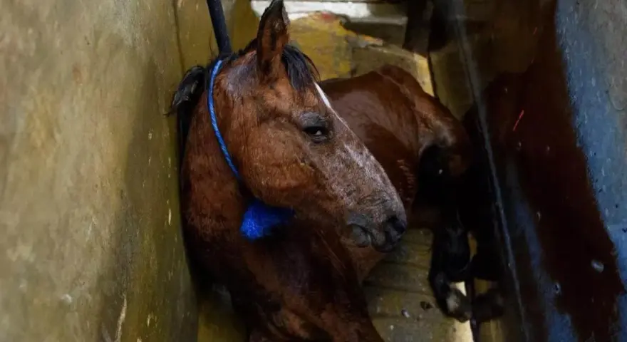 Cavallo bruno, forse di razze da macello, legato con corda blu, giace in un ambiente umido e sporco.