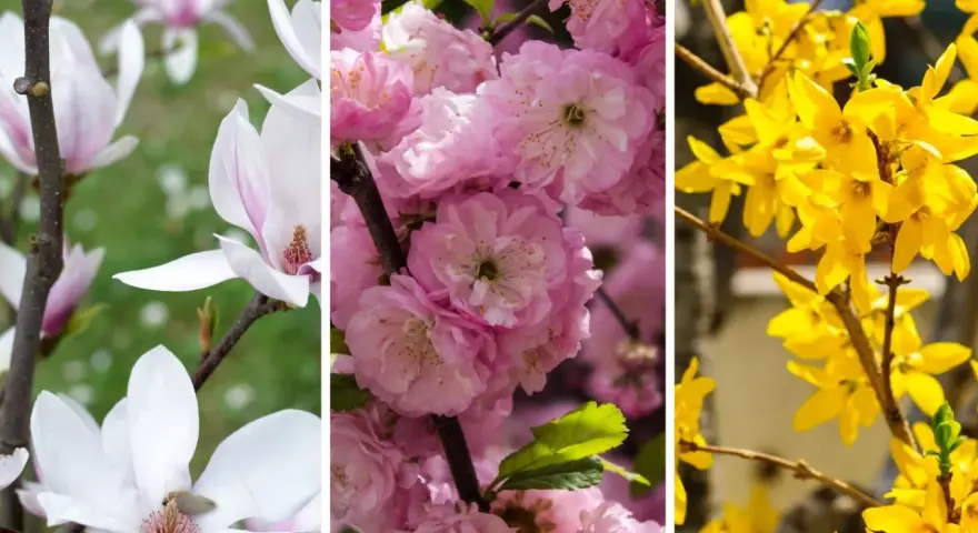 Białe magnolie, różowe wiśnie i żółte forsycje – piękne krzewy kwitnące wiosną.