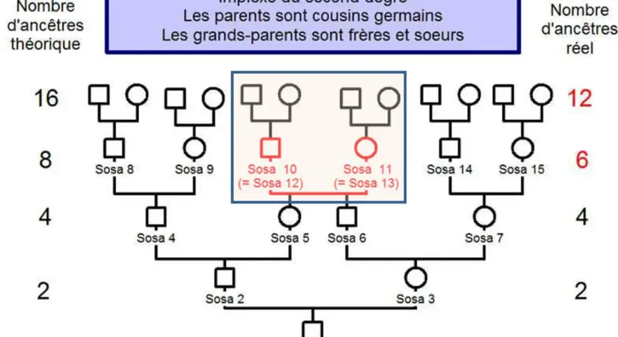 Arbre généalogique montrant un implexe du second degré. Les Sosa 10 et 11 sont issus de cousins germains, une situation parfois rencontrée dans les recherches sur Geneanet décès.