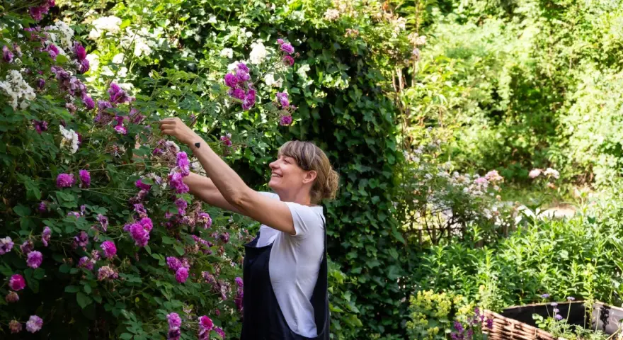 Frau schneidet Ramblerrose im Garten. Die pinken und weißen Blüten sind üppig.
