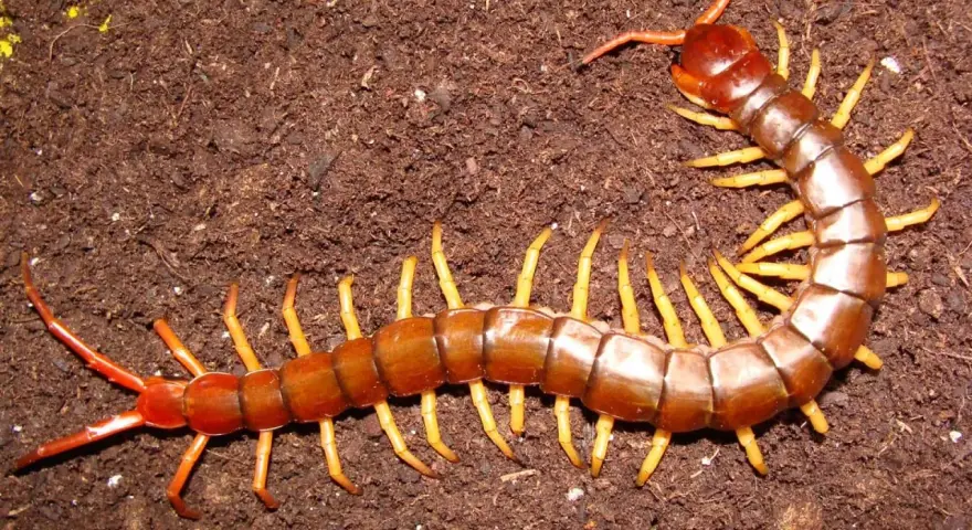 Un ciempiés marrón con patas amarillas se arrastra sobre tierra oscura. Su picadura en humanos puede ser dolorosa.