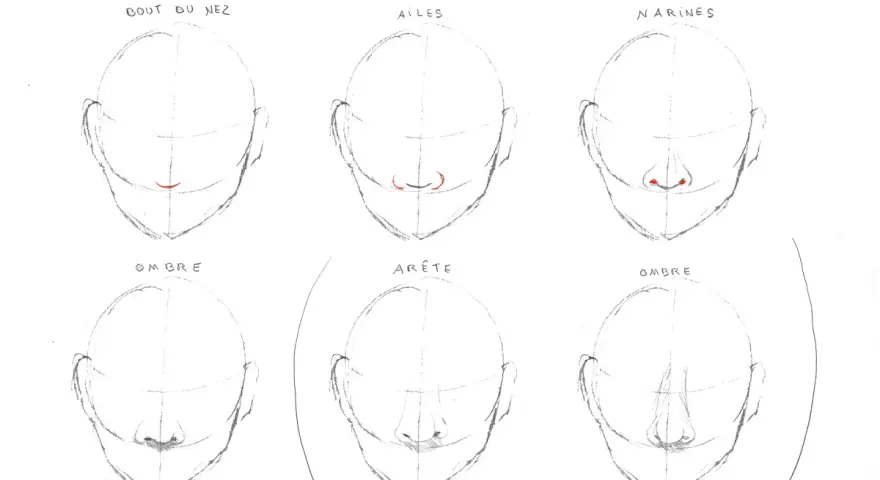 Étapes pour un nez dessin : bout, ailes, narines, ombre et arête.