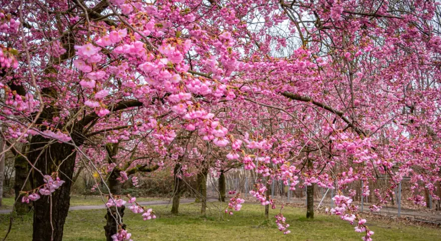 Ein Park in Berlin verwandelt sich in ein Meer aus rosa Blüten. Die Kirschblüten hängen üppig von den Ästen und schaffen eine zauberhafte Frühlingskulisse.