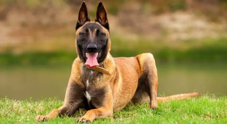 Un Malinois au poil fauve, couché sur l'herbe, langue pendante. Est-ce que le Malinois est dangereux ? Pas s'il est bien éduqué !