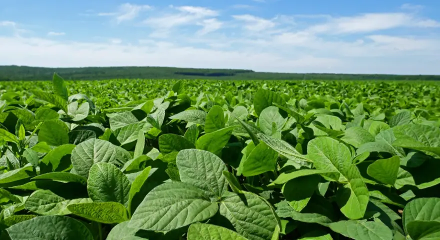 Vasto campo di soia verde sotto un cielo azzurro con nuvole bianche. La vegetazione rigogliosa si estende fino all'orizzonte.