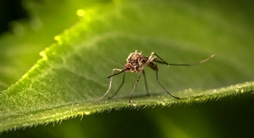Un moustique sur une feuille verte. Une image macro pour éloigner les moustiques la nuit naturellement.