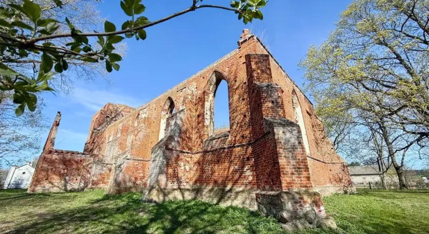 Ruiny ceglanego kościoła w Steblewie na tle błękitnego nieba. Wiosenne liście na gałęziach drzew dodają uroku tej historycznej budowli.