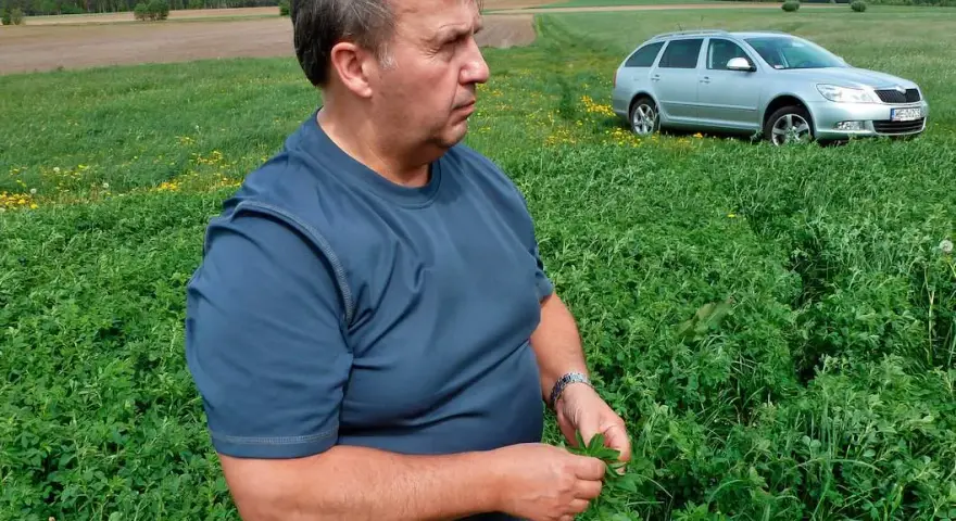 Jaki nawóz pod lucernę, aby uniknąć problemów z uprawą?